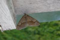 Phigaliohybernia marginaria