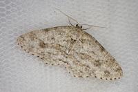 Ectropis crepuscularia