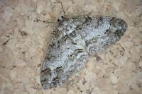 Paradarisa consonaria