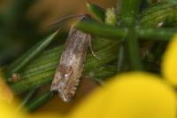 Cydia succedana/ulicetana