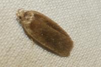 Agonopterix ciliella/heracliana