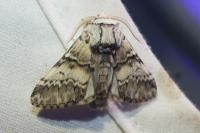 Drymonia ruficornis