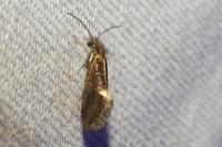 Dyseriocrania subpurpurella
