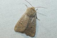 Orthosia cruda