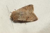 Orthosia incerta