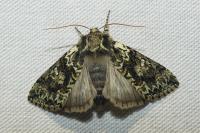 Polyploca ridens
