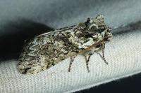 Polyploca ridens
