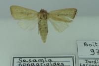 Sesamia nonagrioides