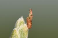 Coleophora lusciniaepennella