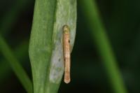 Coleophora lithargyrinella