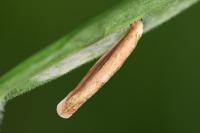 Coleophora lithargyrinella