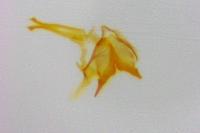 Coleophora glaucicolella