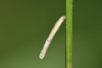 Coleophora solitariella