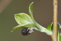 Coleophora albidella