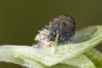 Coleophora albidella