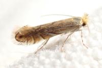 Phyllonorycter quercifoliella