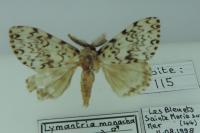 Lymantria monacha