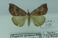 Hypena proboscidalis