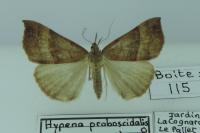 Hypena proboscidalis