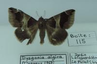 Dysgonia algira