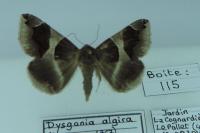 Dysgonia algira