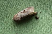 Orthosia gothica