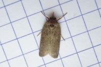 Nycteola columbana