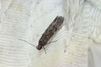 Xenolechia aethiops
