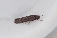 Xenolechia aethiops