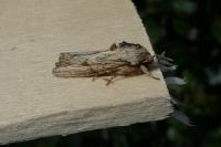 Egira conspicillaris