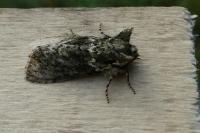 Polyploca ridens