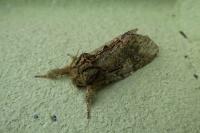 Peridea anceps