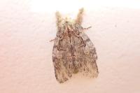 Peridea anceps