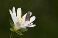 Coleophora lutarea