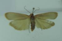 Katha depressa