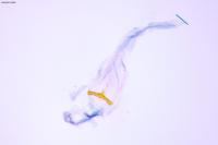 Agonopterix curvipunctosa