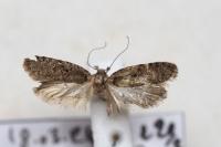 Agonopterix curvipunctosa