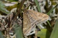 Pyrausta despicata