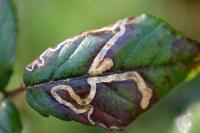 Stigmella aurella