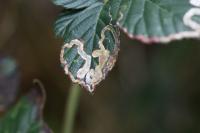 Stigmella aurella