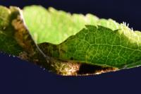 Phyllonorycter spinicolella