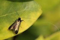 Adela reaumurella