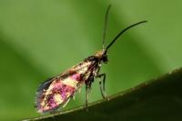 Micropterix tunbergella