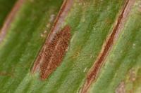 Psychoides verhuella