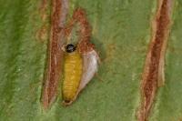 Psychoides verhuella