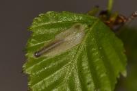 Coleophora serratella