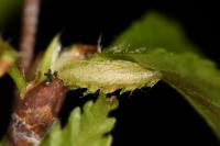 Coleophora serratella