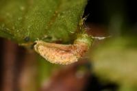 Coleophora serratella