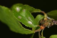 Coleophora anatipennella