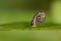 Coleophora anatipennella
